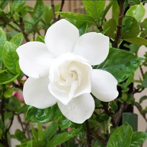 Frostproof Gardenia Jasminoides Live Plant – Double White Jasmine Bush – 5-8 Inch Tall - Image 7