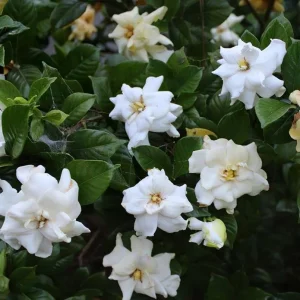 Frostproof Gardenia Jasminoides Live Plant – Double White Jasmine Bush – 5-8 Inch Tall - Image 8