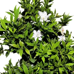 Frostproof Gardenia Jasminoides Live Plant - Double White Flowers, 5-8 Inch Tall, Set of 2 - Image 8
