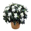 Frostproof Gardenia Jasminoides Live Plant – Double White Jasmine Bush – 5-8 Inch Tall - Image 1