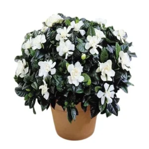 Frostproof Gardenia Jasminoides Live Plant – Double White Jasmine Bush – 5-8 Inch Tall - Image 1