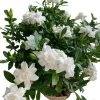 Frostproof Gardenia Jasminoides Live Plant - Double White Flowers, 5-8 Inch Tall, Set of 2 - Image 1