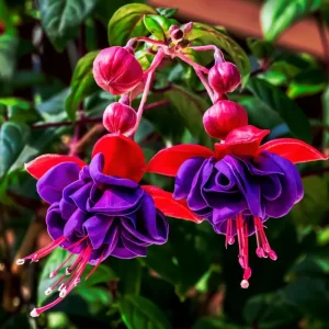 Fuchsia Live Plants (2-Pack) – Purple Red Flowers – 3-6 Inches Tall – Outdoor Shrub - Image 3