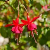 Fuchsia Live Plants (2-Pack) – Purple Red Flowers – 3-6 Inches Tall – Outdoor Shrub - Image 1