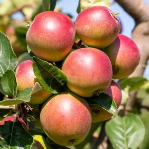 Fuji Apple Tree Live Plant – 2-3 Feet Tall Bare Root – Outdoor Fruit Tree - Image 4