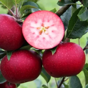 Fuji Apple Tree Live Plant – 2-3 Feet Tall Bare Root – Outdoor Fruit Tree - Image 5