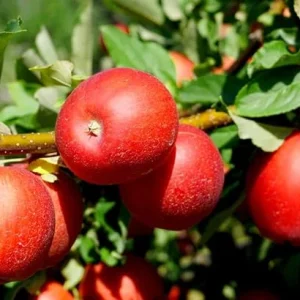 Fuji Apple Tree Live Plant 4-5 Ft Tall - Sweet Red Apples, Outdoor - Image 4