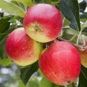 Gala Apple Tree Live Plant 4-5 Ft Tall – Sweet Red Apples – Outdoor - Image 7