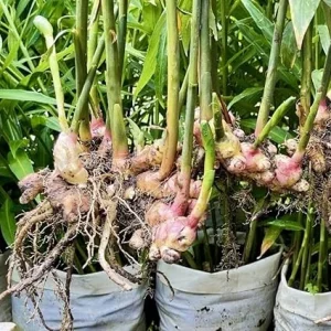 Galangal Ginger Live Plant – 4-8