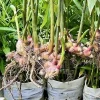Galangal Ginger Live Plant – 4-8" Tall Seedling – Herb for Pots & Garden - Image 1