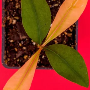 Garcinia Brasiliensis Live Plant – Lemon Drop Mangosteen Tree – 3-6'' Tall Starter - Image 2