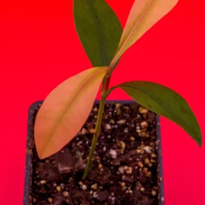 Garcinia Brasiliensis Live Plant – Lemon Drop Mangosteen Tree – 3-6'' Tall Starter - Image 3