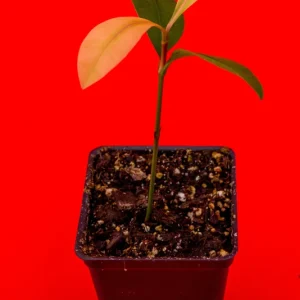 Garcinia Brasiliensis Live Plant – Lemon Drop Mangosteen Tree – 3-6'' Tall Starter - Image 4