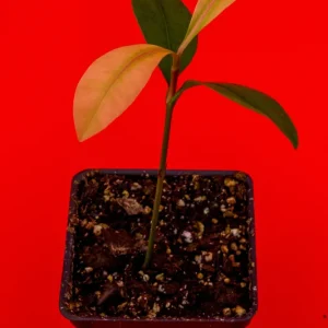 Garcinia Brasiliensis Live Plant – Lemon Drop Mangosteen Tree – 3-6'' Tall Starter - Image 5