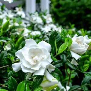 Gardenia Live Plant – Aimee Cape Jasmine – Double White Fragrant Flowers – 9-12 Inch Tall Shrub - Image 2