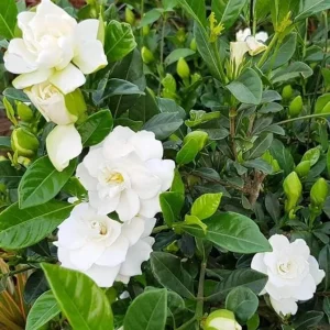 Gardenia Live Plant – Aimee Cape Jasmine – Double White Fragrant Flowers – 9-12 Inch Tall Shrub - Image 3