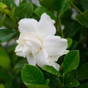 Gardenia Live Plant – Aimee Cape Jasmine – Double White Fragrant Flowers – 9-12 Inch Tall Shrub - Image 4