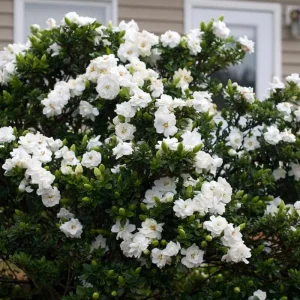 Gardenia Live Plant – Aimee Cape Jasmine – Double White Fragrant Flowers – 9-12 Inch Tall Shrub - Image 5