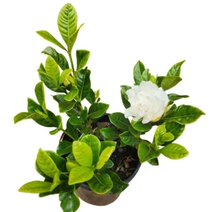 Gardenia Live Plant – Aimee Cape Jasmine – Double White Fragrant Flowers – 9-12 Inch Tall Shrub - Image 6