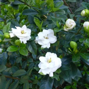 Gardenia Live Plant – Aimee Cape Jasmine – Double White Fragrant Flowers – 9-12 Inch Tall Shrub - Image 8