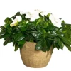 Gardenia Live Plant – Aimee Cape Jasmine – Double White Fragrant Flowers – 9-12 Inch Tall Shrub - Image 1