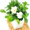 Gardenia Live Plant - Cape Jasmine Shrub, Frost Proof, 5 to 7 Inches Tall - Image 1