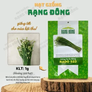 Garlic Chives Flower Seeds – 300 Seeds for Planting – Allium tuberosum - Image 2