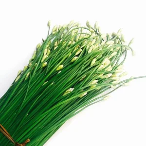 Garlic Chives Flower Seeds – 300 Seeds for Planting – Allium tuberosum - Image 4