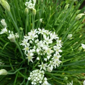 Garlic Chives Flower Seeds – 300 Seeds for Planting – Allium tuberosum - Image 5