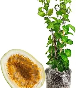 Giant Passion Fruit Live Plant - 10-12 Inch Tall - Easy to Plant - Image 3