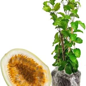 Giant Passion Fruit Live Plant - 10-12 Inch Tall - Easy to Plant - Image 4