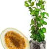 Giant Passion Fruit Live Plant - 10-12 Inch Tall - Easy to Plant - Image 1