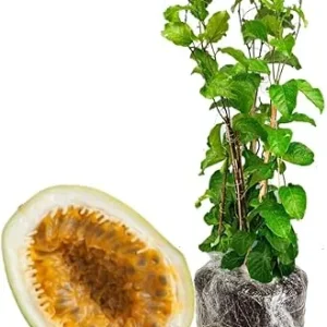 Giant Passion Fruit Live Plant - 10-12 Inch Tall - Easy to Plant - Image 1