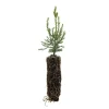 Giant Sequoia Redwood Live Tree - Sequoiadendron giganteum - 5-8 inches tall, Potted - Image 1