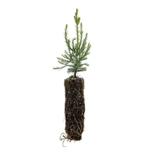 Giant Sequoia Redwood Live Tree - Sequoiadendron giganteum - 5-8 inches tall, Potted - Image 1