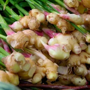 Ginger Roots Live Plant for Planting – Set of 2 Herb Plants, 4-8 Inch Tall - Image 5