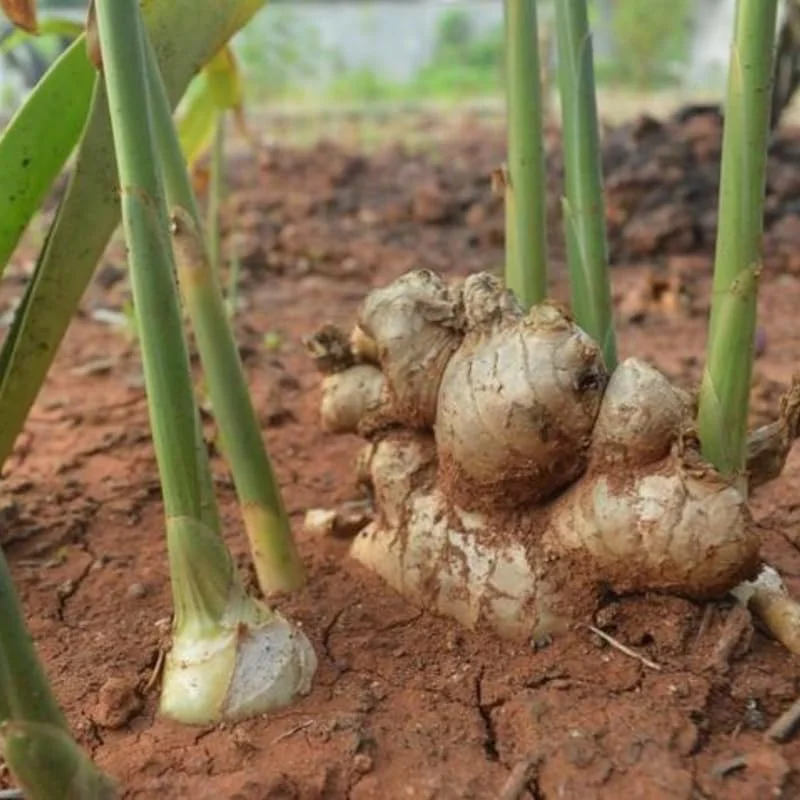 Ginger Roots Live Plant Set of 2, 4-8 Inch Tall Herb Plant for Planting - Image 2