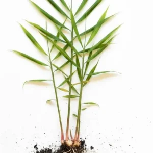 Ginger Roots Live Plant Set of 2, 4-8 Inch Tall Herb Plant for Planting - Image 4