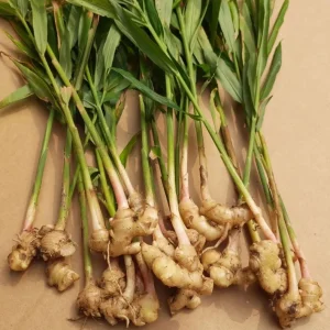 Ginger Zingiber Live Plant for Outdoor Garden Planting - 4 to 8 Inch Tall - Image 1