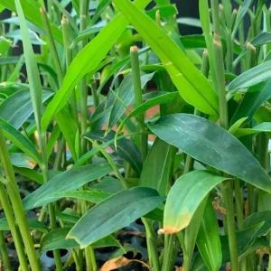 Ginger Zingiber Live Plant for Outdoor Garden Planting - 4 to 8 Inch Tall - Image 4