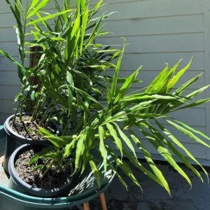 Ginger Zingiber Live Plant for Outdoor Garden Planting - 4 to 8 Inch Tall - Image 5