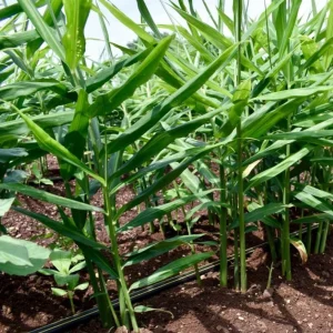 Ginger Zingiber Live Plant for Outdoor Garden Planting - 4 to 8 Inch Tall - Image 6