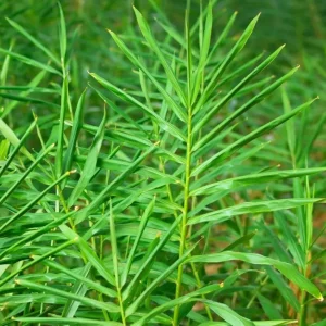 Ginger Zingiber Live Plant for Outdoor Garden Planting - 4 to 8 Inch Tall - Image 7