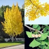 Ginkgo Biloba Live Plant - Hardy Ornamental Tree Seedlings, 6-12'' Tall, Winter Dormant, Outdoor - Image 1