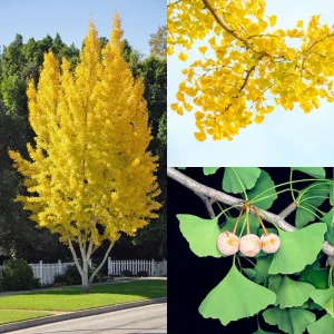 Ginkgo Biloba Trees Live Plants – 2 Bare Roots 6-12'' Tall – Winter Dormant – Outdoor - Image 1