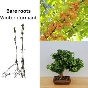 Ginkgo Biloba Trees Live Plants – 2 Bare Roots 6-12'' Tall – Winter Dormant – Outdoor - Image 2