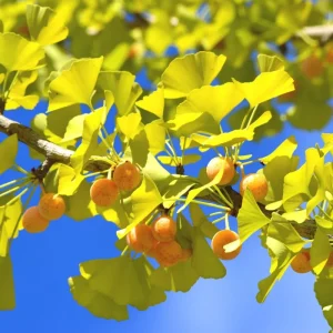 Ginkgo Biloba Trees Live Plants – 2 Bare Roots 6-12'' Tall – Winter Dormant – Outdoor - Image 3