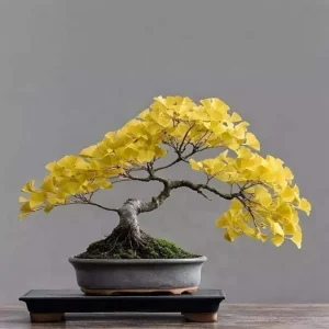 Ginkgo Biloba Trees Live Plants – 2 Bare Roots 6-12'' Tall – Winter Dormant – Outdoor - Image 4