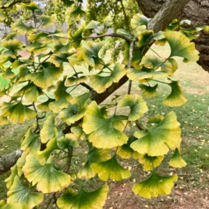 Ginkgo Biloba Trees Live Plants – 2 Bare Roots 6-12'' Tall – Winter Dormant – Outdoor - Image 5