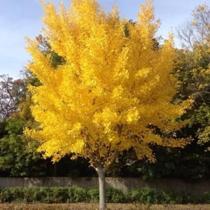 Ginkgo Tree Live Plant – 6-12 Inch Tall in Quart Pot – Outdoor Perennial - Image 1